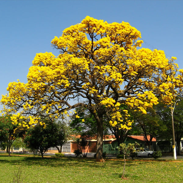 Saúco Amarillo arbol bosques de paz cementerio